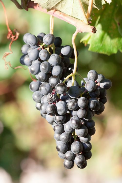 grapes wine grape