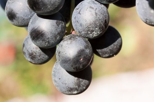 wine grape wine harvest