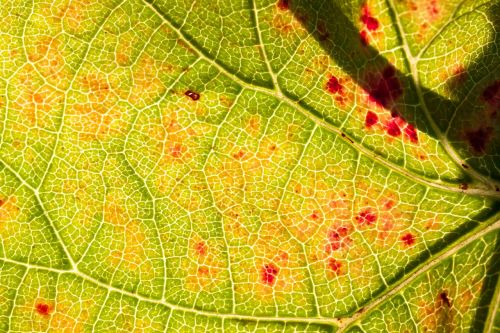 wine leaf wine harvest