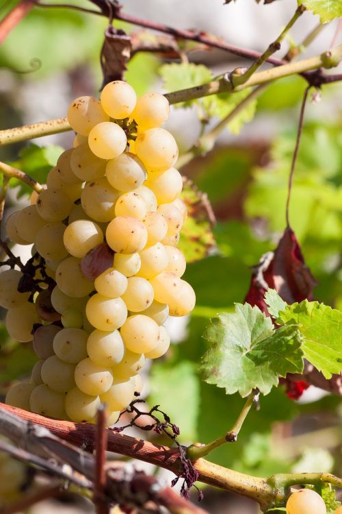 grapes wine grape
