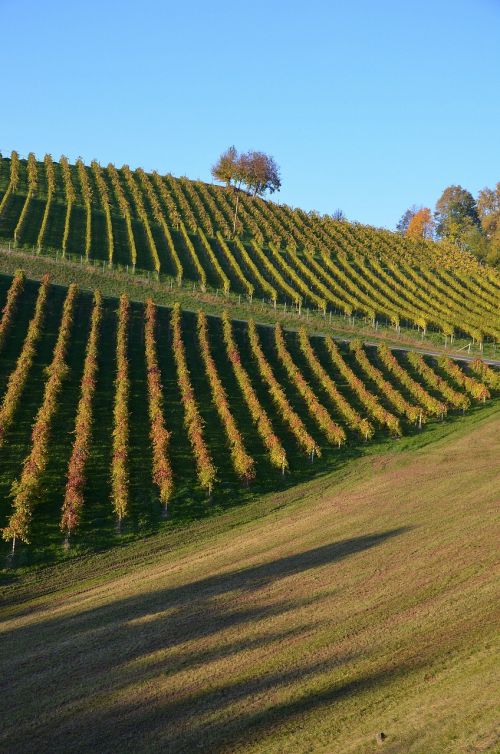 wine hill autumn