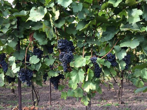 wine vineyard cluster