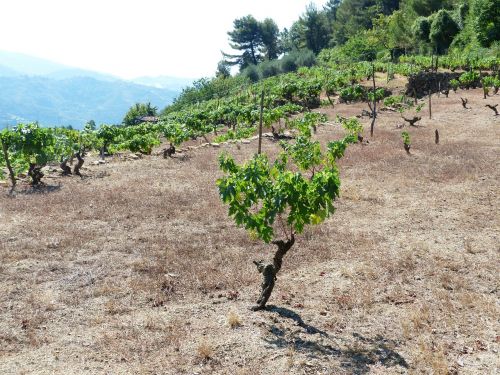 wine winegrowing grapevine
