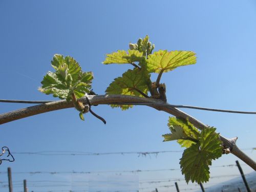 wine leaves nature