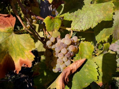 wine grapes harvest