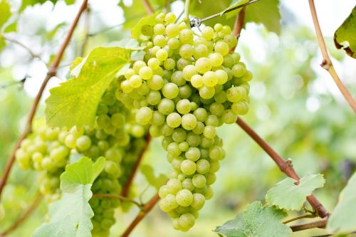 wine uva vineyard
