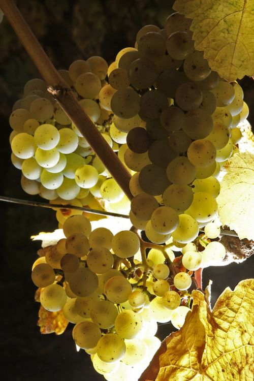 wine grapes fruit