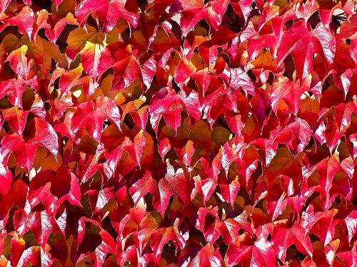 wine leaves plant