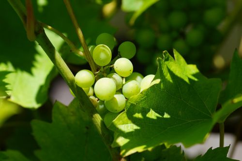 wine green grapes