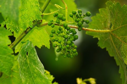 wine grape fruits