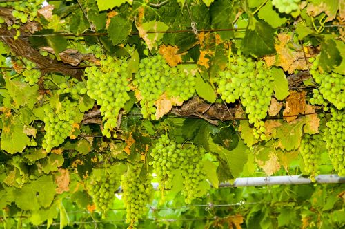 wine grapes green