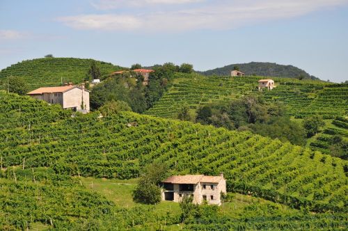 wine winery italy