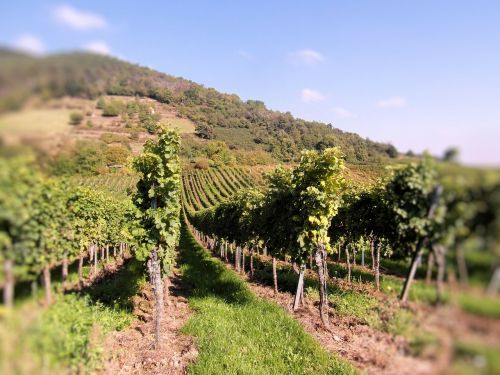wine wine harvest vineyards