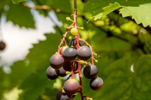 wine grape wine plant