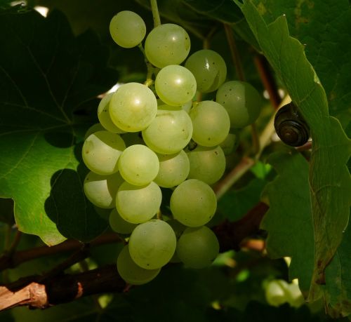 wine berry green