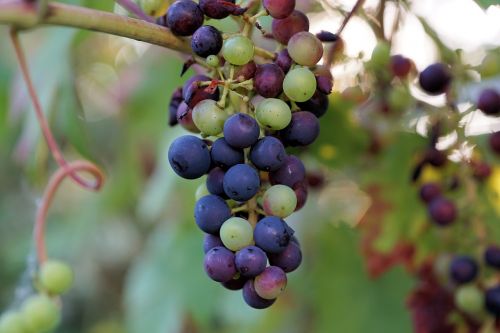 wine grape winegrowing