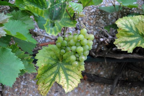 wine green grapes