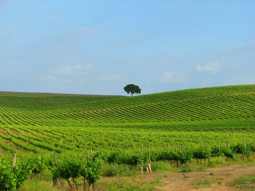 wine winery uva