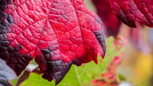 wine wine leaf autumn