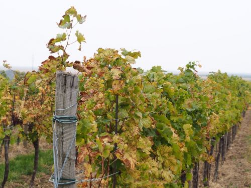 wine vineyard vines