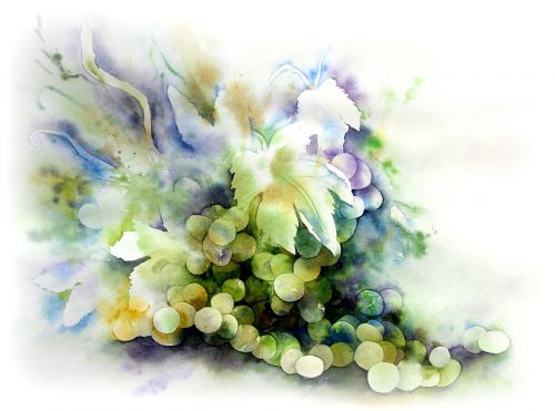 wine grapes watercolour