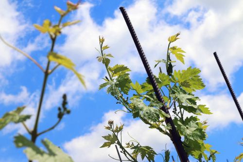 wine vineyard sky