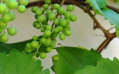 wine  grapes  vine