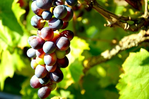 wine  grapes  grapevine