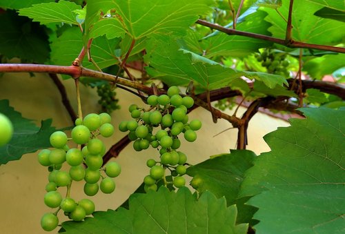 wine  grapes  vine