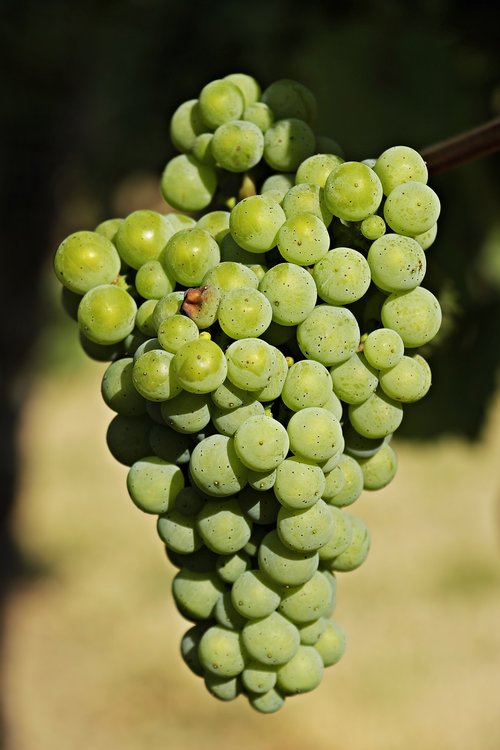 wine  grapes  grapevine