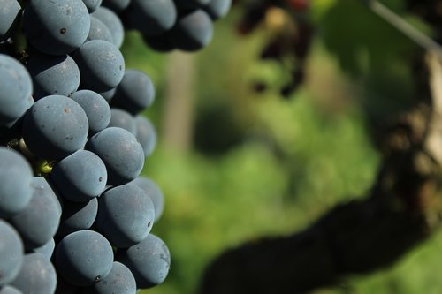 wine  grape  regent