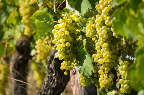 wine  vine  grape