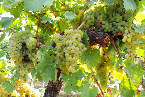 wine  grapes  vine