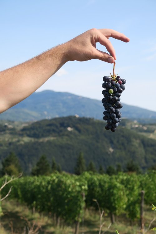 wine  tuscany  vineyard