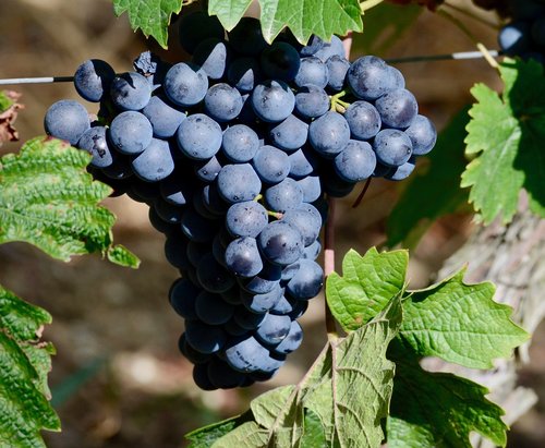 wine  vines  grapes
