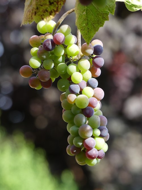 wine  grape  fruit