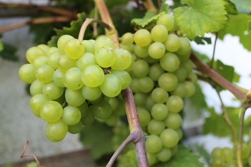 wine  grapes  in the north