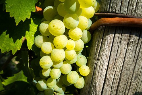 wine  vine  grape
