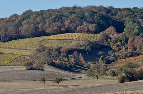 wine  hill  landscape