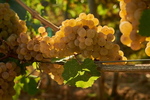 wine  grapes  vine