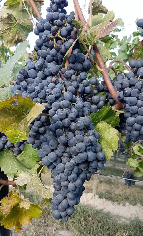 wine  vines  vine