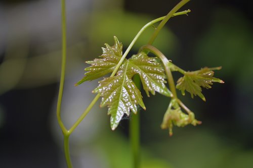 wine  leaves  leaf