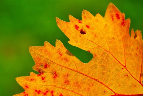 wine  wine leaf  autumn