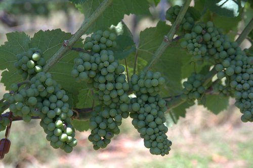 wine  grapevine  vine