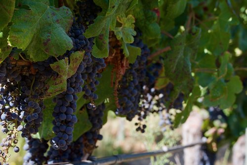 wine  grapes  vineyard