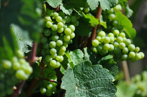 wine grapevine grapes