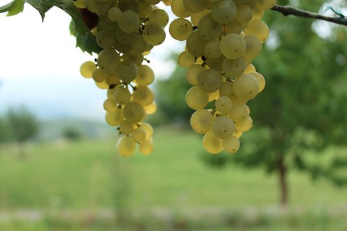wine  grapes  grape