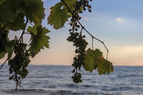 wine  sea  grapes