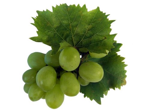 wine wine leaf grape