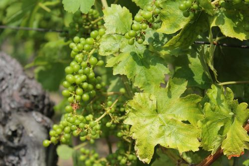 wine vine grape